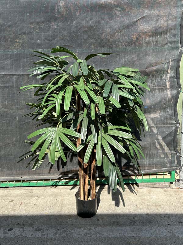 4ft Rhapis Palm