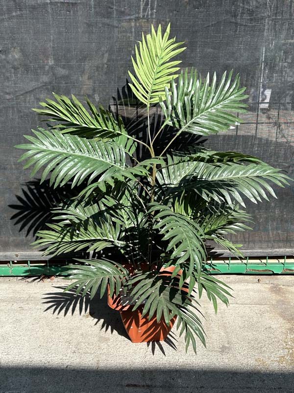 3ft Areca Palm