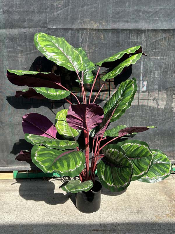 3ft. Big Leaf Calathea