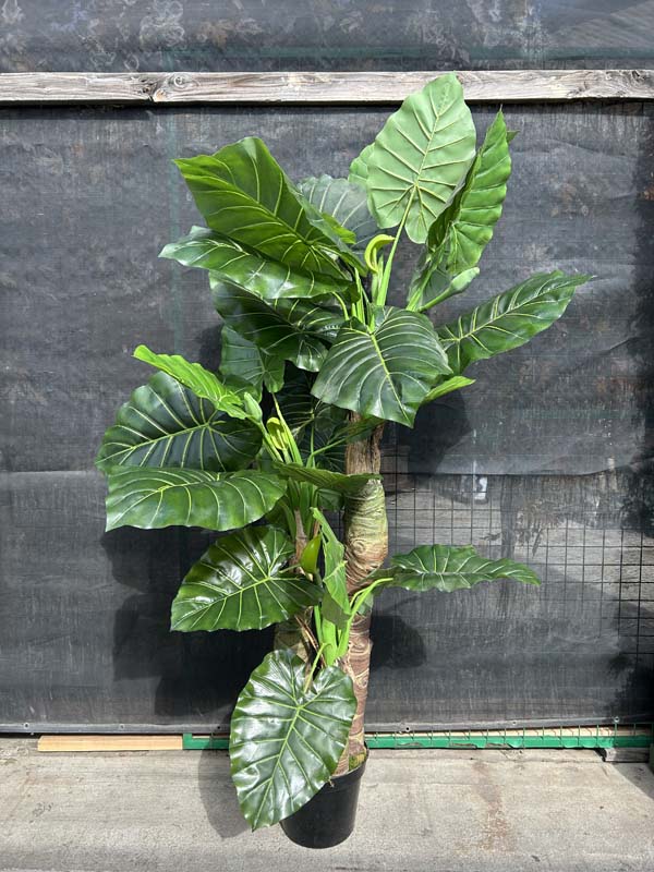 7ft Monstera