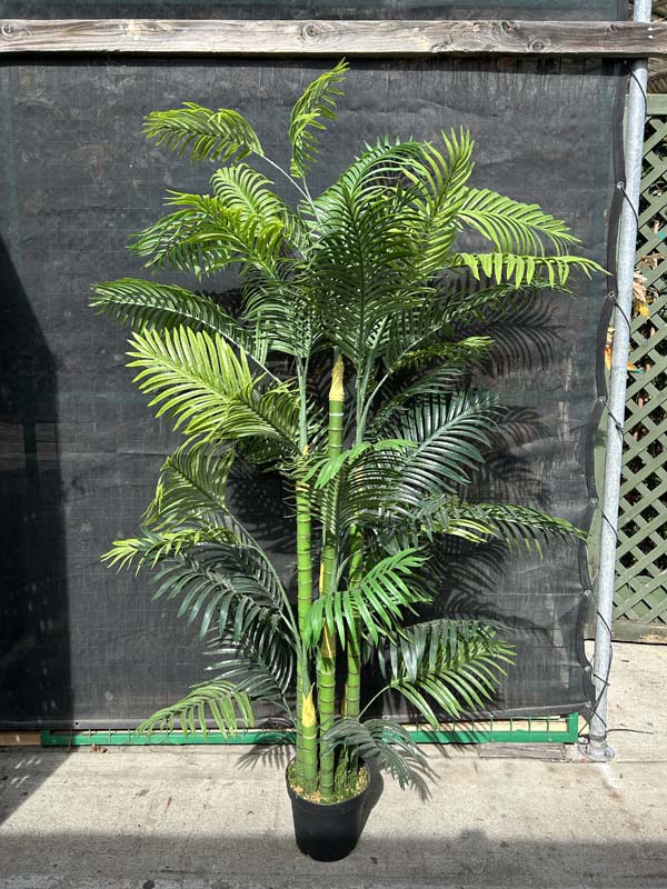 6ft Areca V2