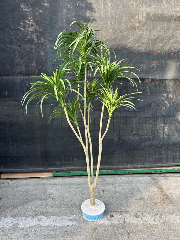 5ft Dracaena Marginata Green