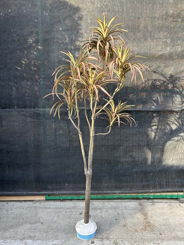 5ft Dracaena Marginata Red