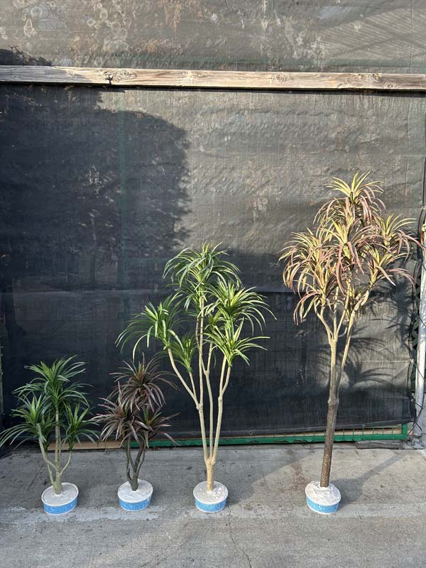 30-50inches Dracaena Marginata Red & Green