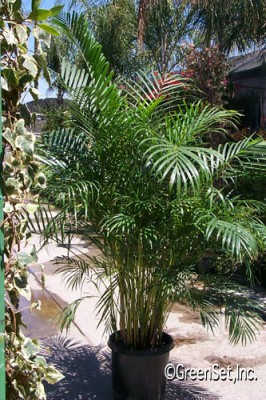 Areca Palm