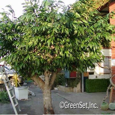Pistachio Trunk Mango Silk Tree In Built Trees