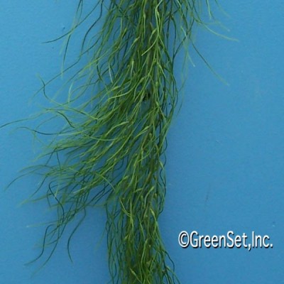 Seaweed 5 in Kelp & Seaweed: Artificial